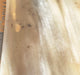 Dovo - "Prima" Straight Razor, Horn Handle, Round Point, 5/8" - New England Shaving Company